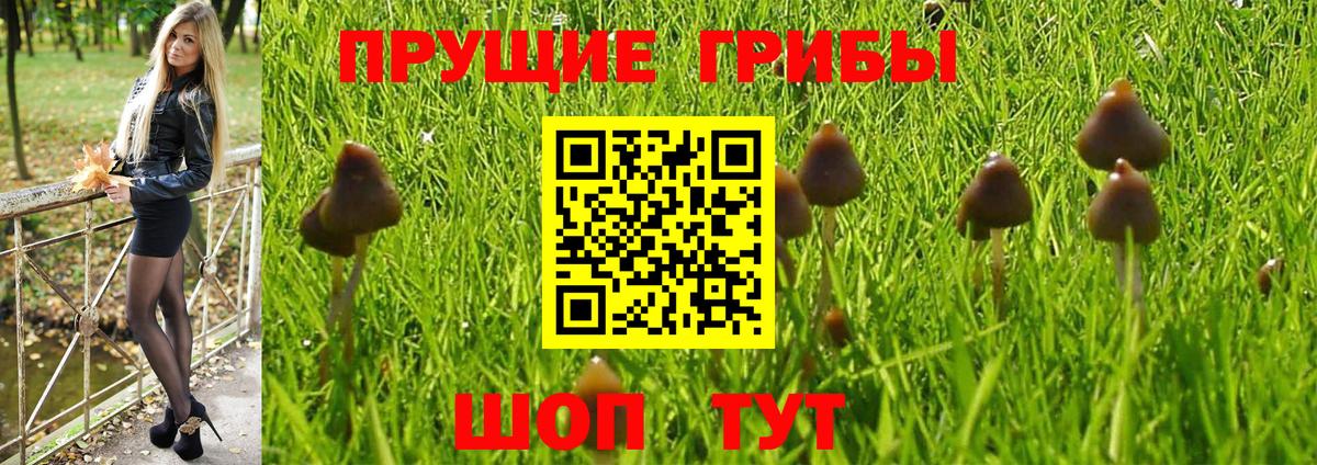 купить закладку  Псилоцибиновые грибы GOLDEN TEACHER  Вход с VPN  Галлюциногенные грибы мицелий  Октябрьский 
